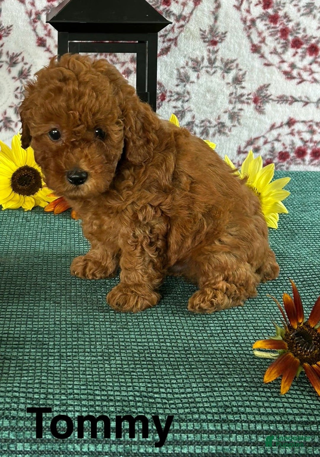 Toy Poodle dogs for sale: Tommy - Image 2