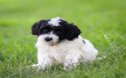 Goldendoodle dogs for sale: Orchid - Image 4