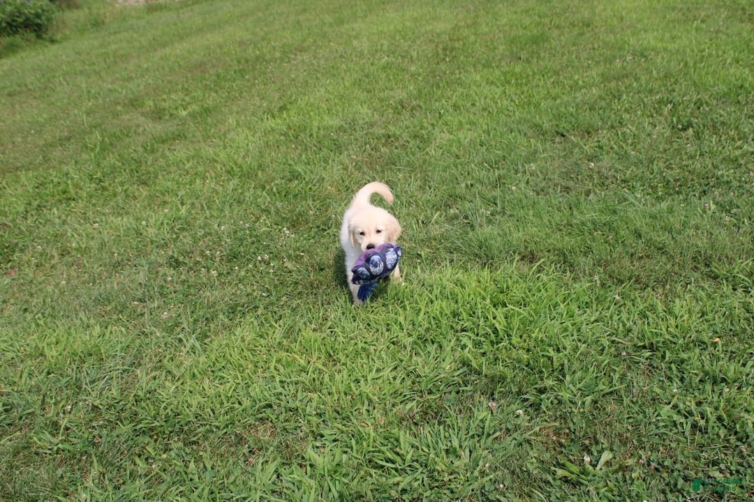 Golden Retriever dogs for sale: Caribou - Image 2