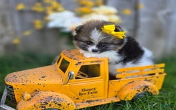 Pomeranian dogs for sale: Nirvana - Image 27