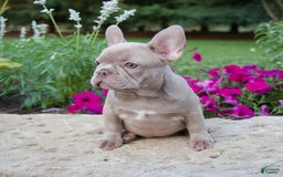 French Bulldog dogs for sale: Ellie - Image 3