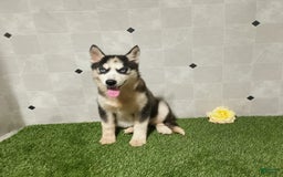 Siberian Husky dogs for sale: Babe - Image 12