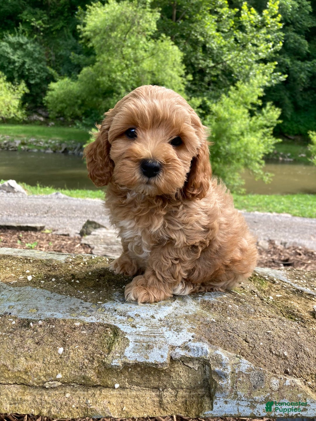 Cockapoo dogs for sale: Buster - Image 3