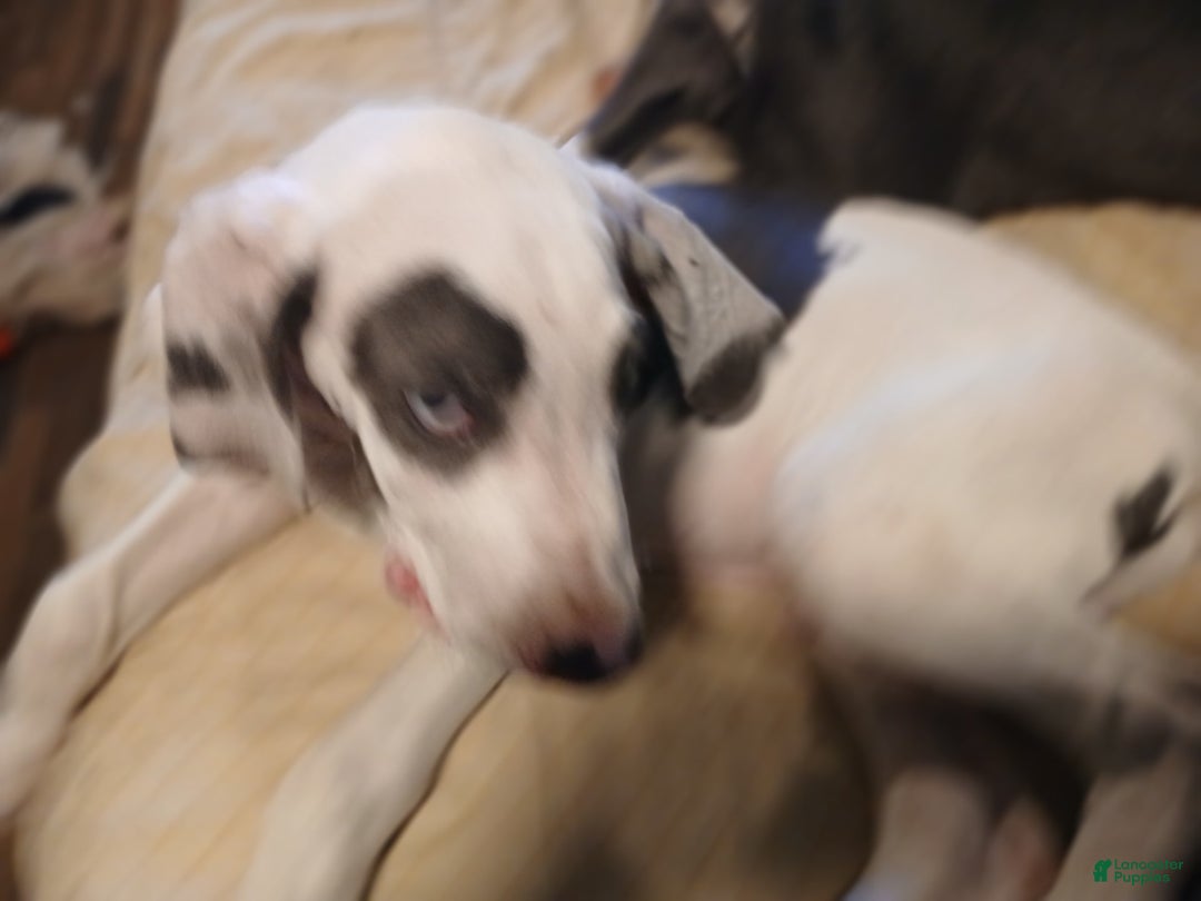 Great Dane dogs for sale: Kayden - Image 4