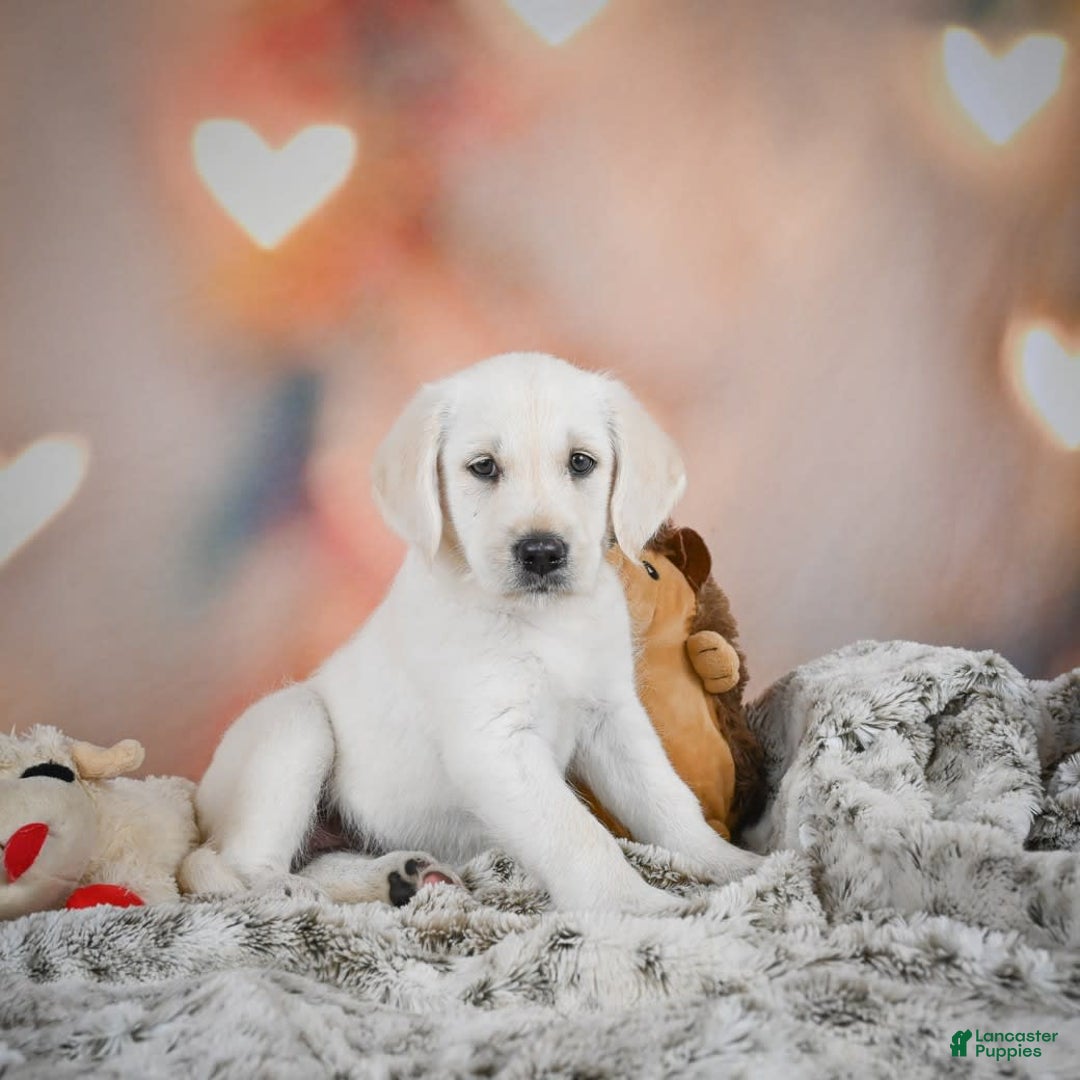 Labradoodle dogs for sale: Rain - Image 4