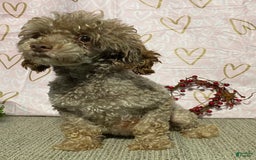 Miniature Poodle dogs for sale: Lilly - Image 6