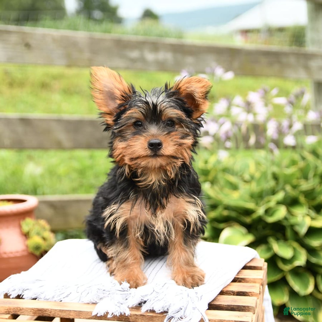 Yorkshire Terrier dogs for sale: Checkers - Image 7