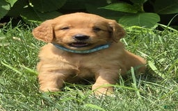 Goldendoodle dogs for sale: Raine - Image 7