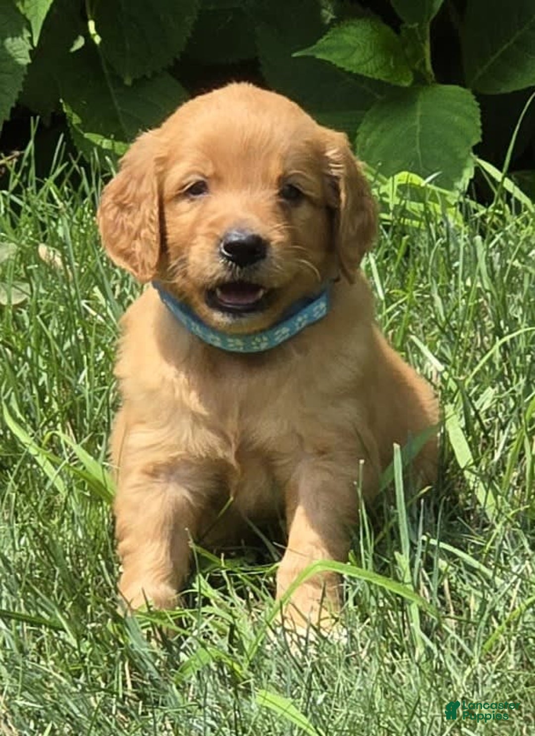 Goldendoodle dogs for sale: Raine - Image 7