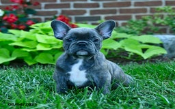French Bulldog dogs for sale: Jozzy - Image 1