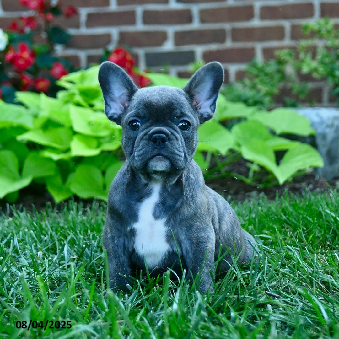 French Bulldog dogs for sale: Jozzy - Image 1