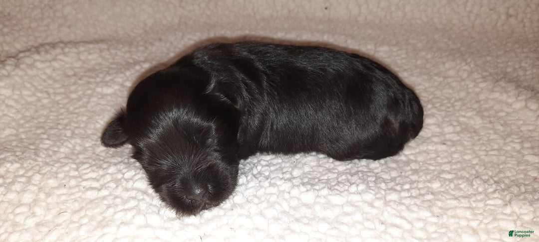 Miniature Schnauzer dogs for sale: Girl2 - Image 2