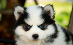Pomsky dogs for sale: Flare - Image 5