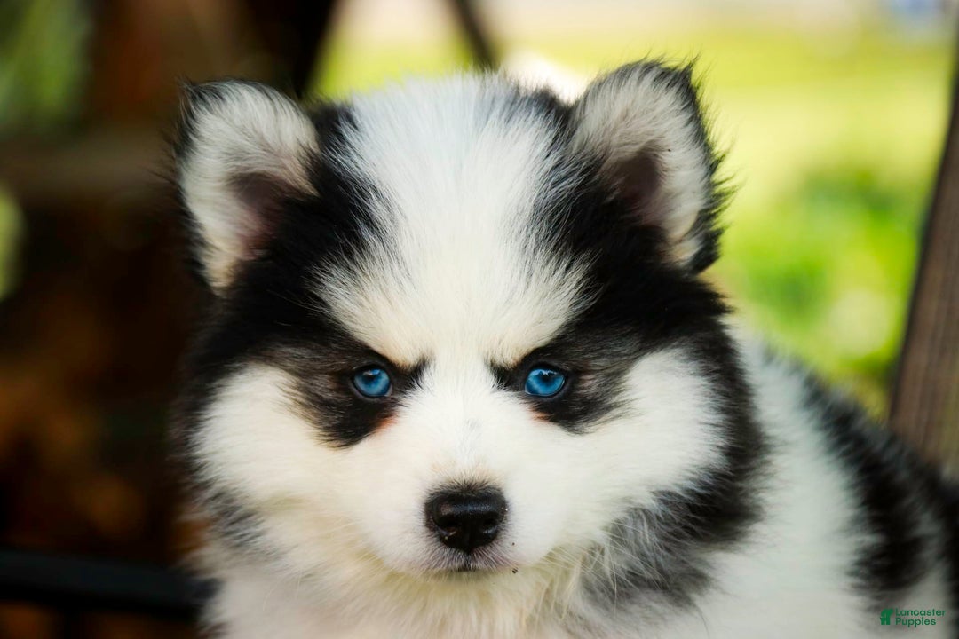 Pomsky dogs for sale: Flare - Image 5