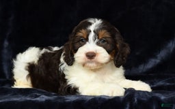 Cavapoo dogs for sale: Jones - Image 8