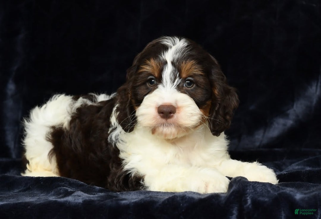 Cavapoo dogs for sale: Jones - Image 8