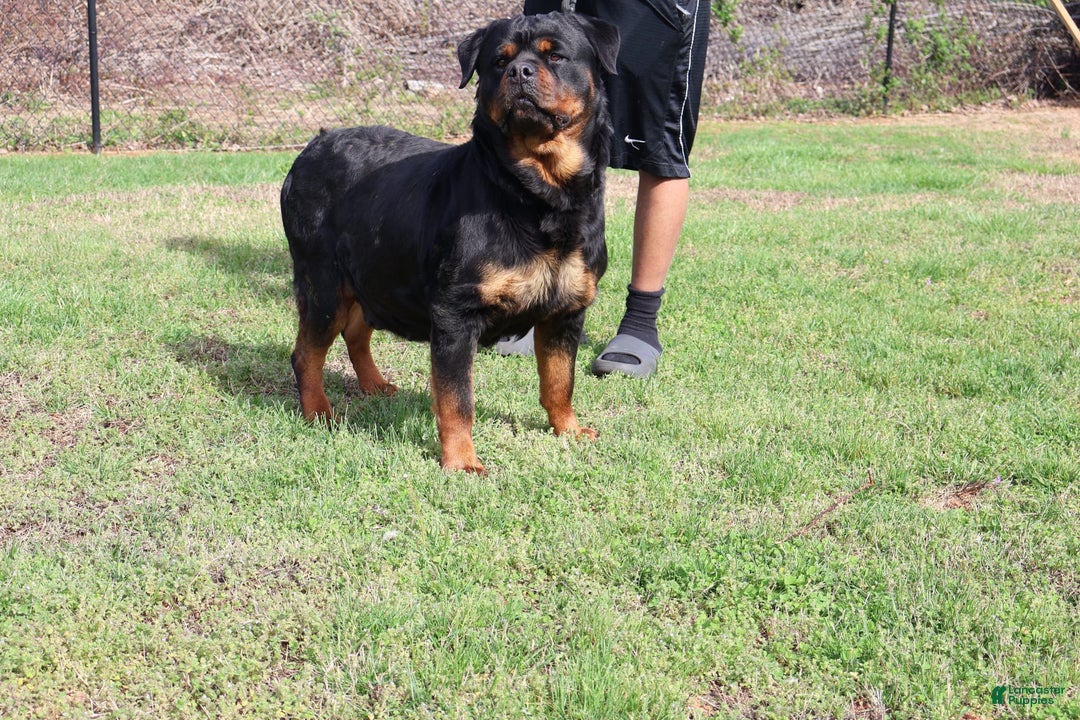 Rottweiler dogs for sale: Jack - Image 6
