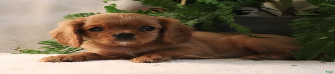 Mocha
