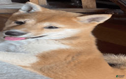 Shiba Inu dogs for sale: Cleo - Image 1