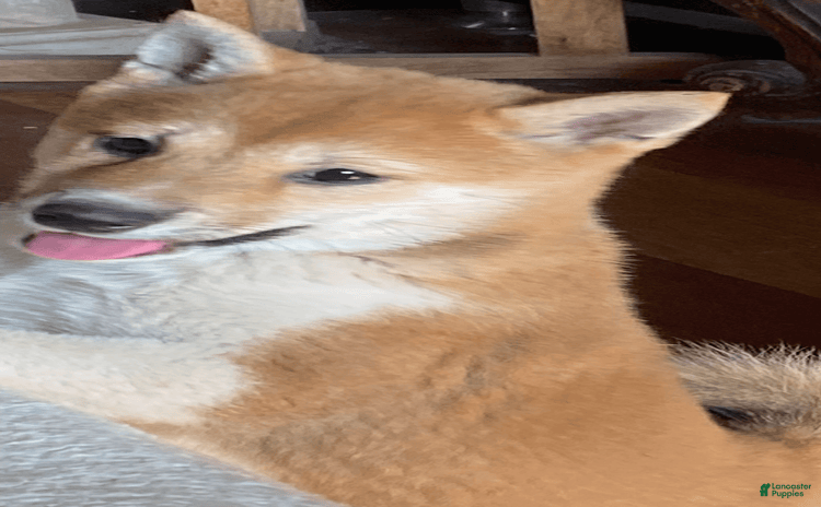 Shiba Inu dogs for sale - Ad 1