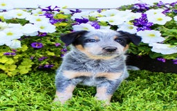 Australian Cattle Dog dogs for sale: Dewy - Image 3
