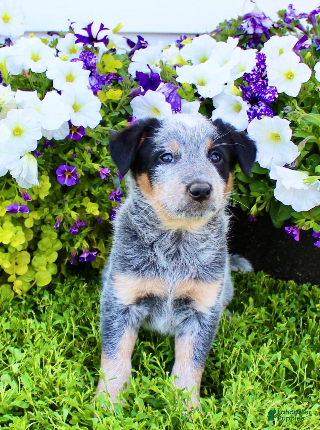 Australian Cattle Dog dogs for sale: Dewy - Image 3