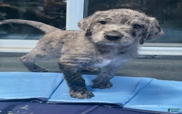 Great Dane dogs for sale: Pirate - Image 3