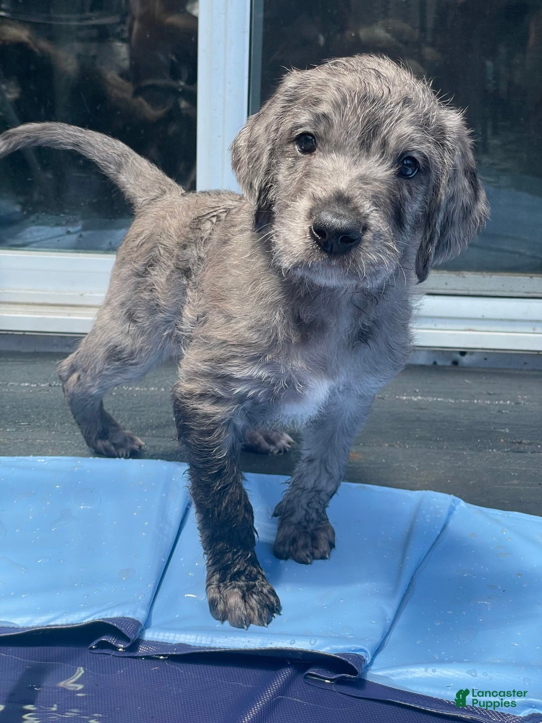 Great Dane dogs for sale: Pirate - Image 3