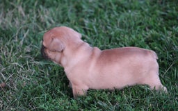 French Bulldog dogs for sale: Sheila - Image 16