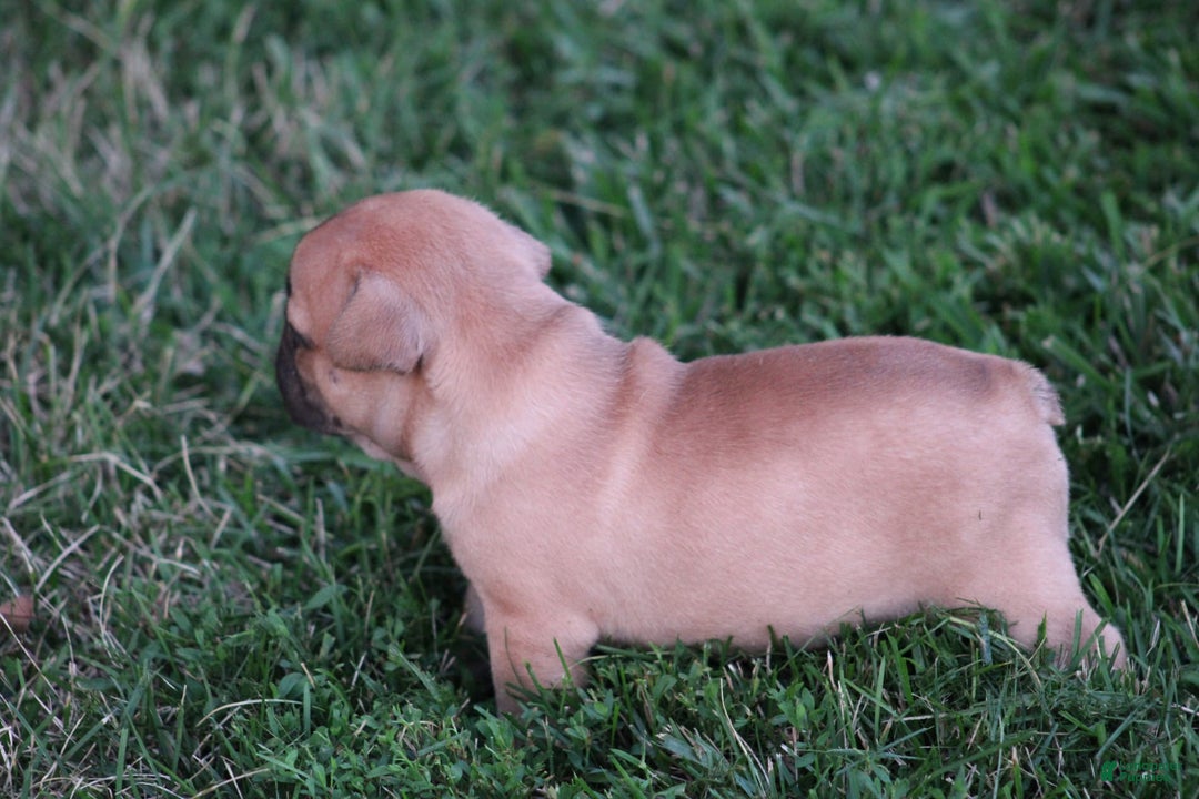 French Bulldog dogs for sale: Sheila - Image 16