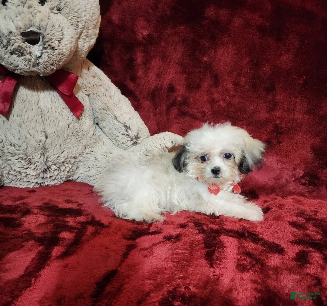 Malshi dogs for sale: Loki - Image 3