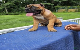 Cane Corso dogs for sale: Coco - Image 9