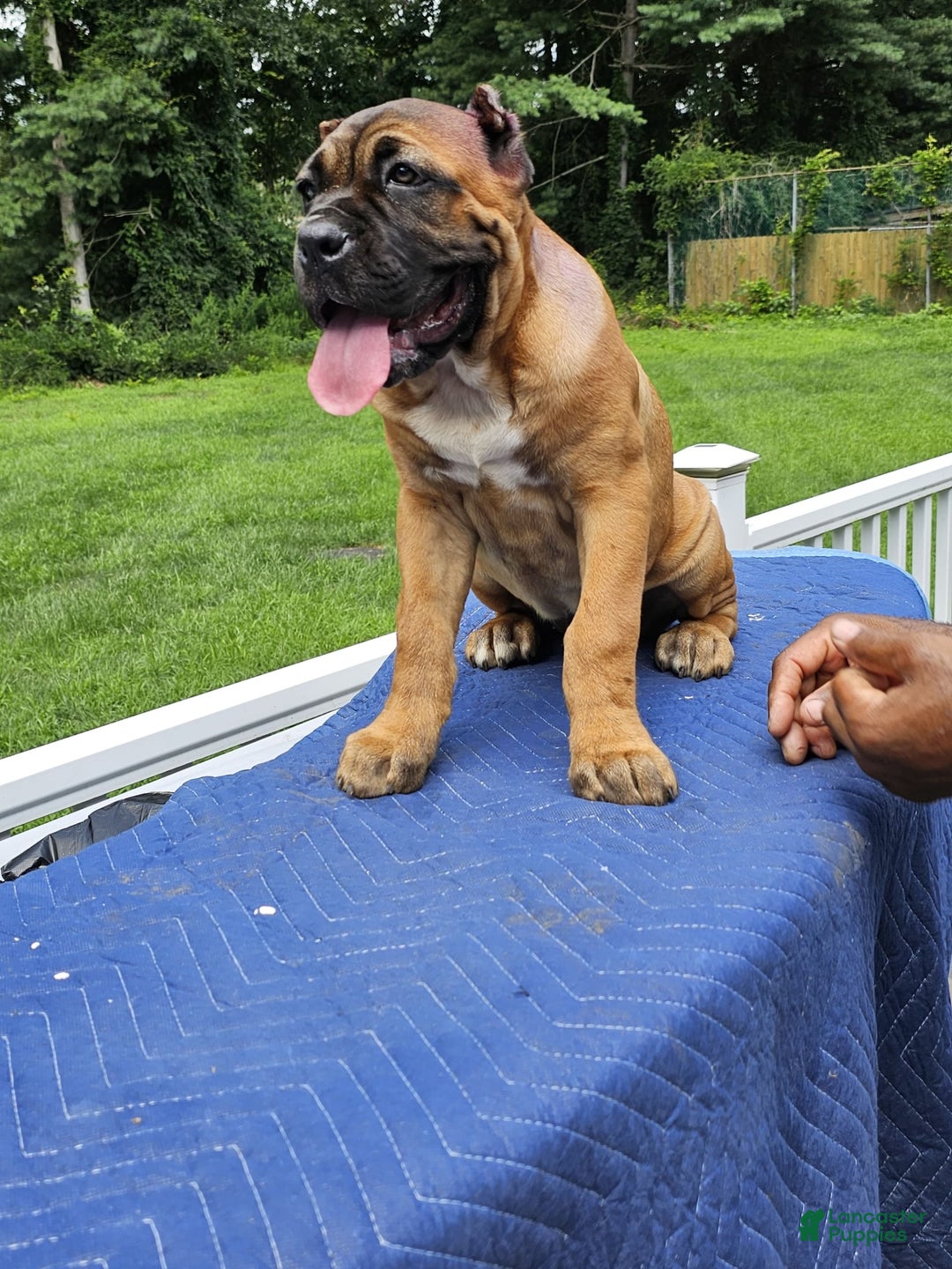 Cane Corso dogs for sale: Coco - Image 9