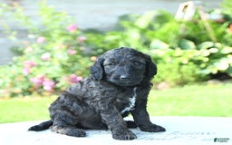 Mini Goldendoodle dogs for sale: Atlas - Image 4