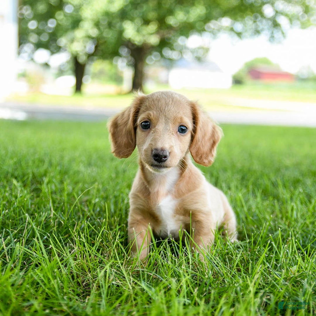 Miniature Dachshund dogs for sale: Firecracker - Image 6