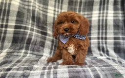 Cavapoo dogs for sale: Dash - Image 9