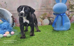 Catahoula Leopard Dog dogs for sale: Juliet 2025 M4 Catahoula Puppy - Image 10