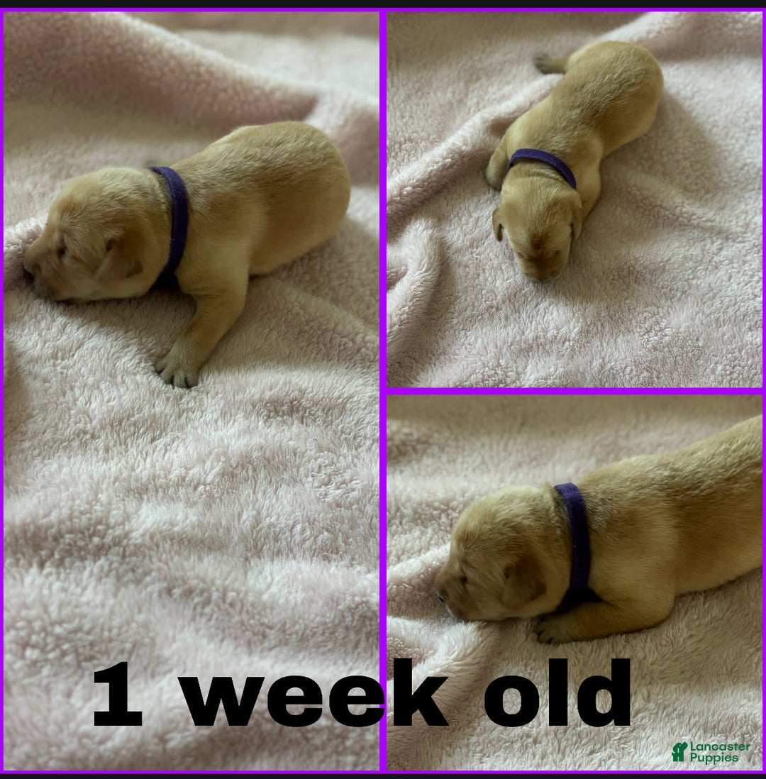 Labrador Retriever dogs for sale: Marie - Image 2