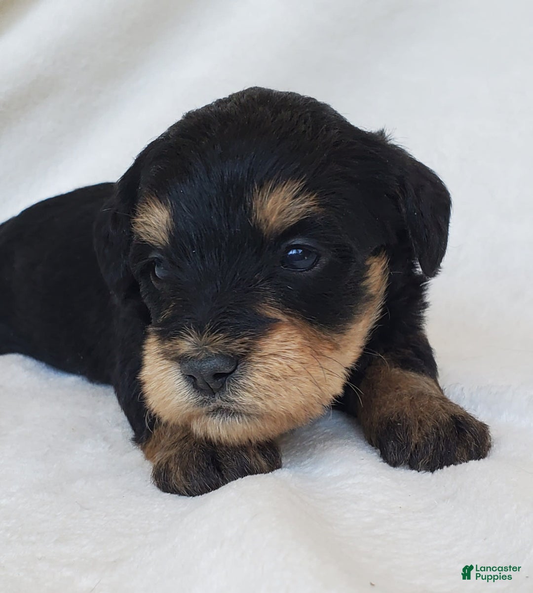 Schnoodle dogs for sale: Ember - Image 3