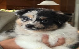 Australian Shepherd dogs for sale: Pineapple - Image 11