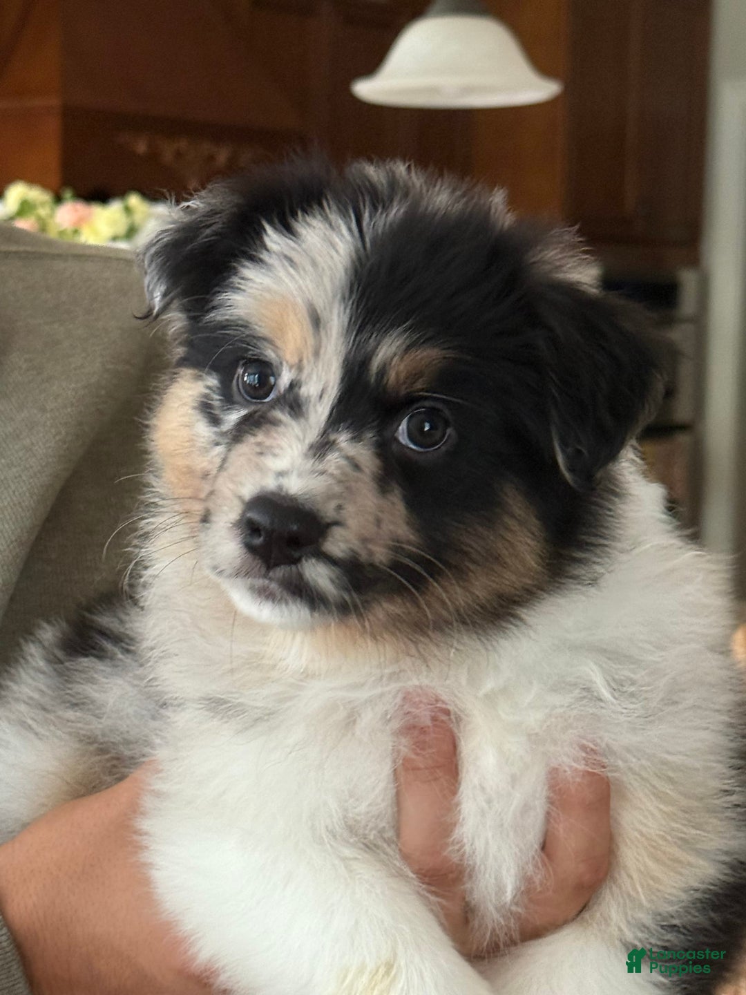 Australian Shepherd dogs for sale: Pineapple - Image 11