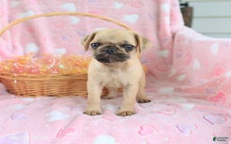 Pug dogs for sale: Amelia - Image 5