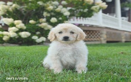 Mini Goldendoodle dogs for sale: Hiccup - Image 3