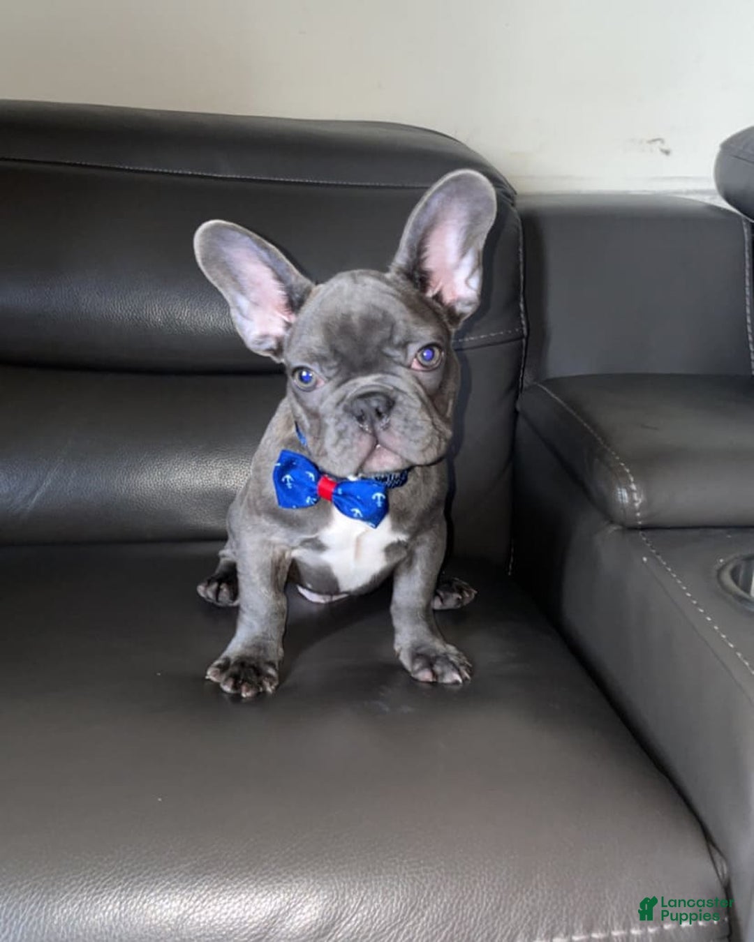 French Bulldog dogs for stud: Plumber - Image 6