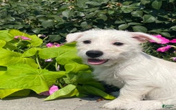 West Highland Terrier dogs for sale: Wendy - Image 3