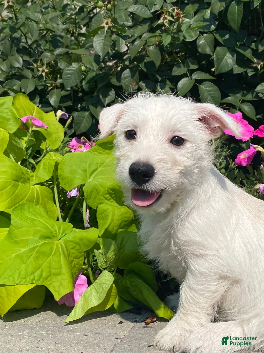 West Highland Terrier dogs for sale: Wendy - Image 3