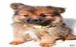 Pomeranian dogs for sale: Bear - Image 6