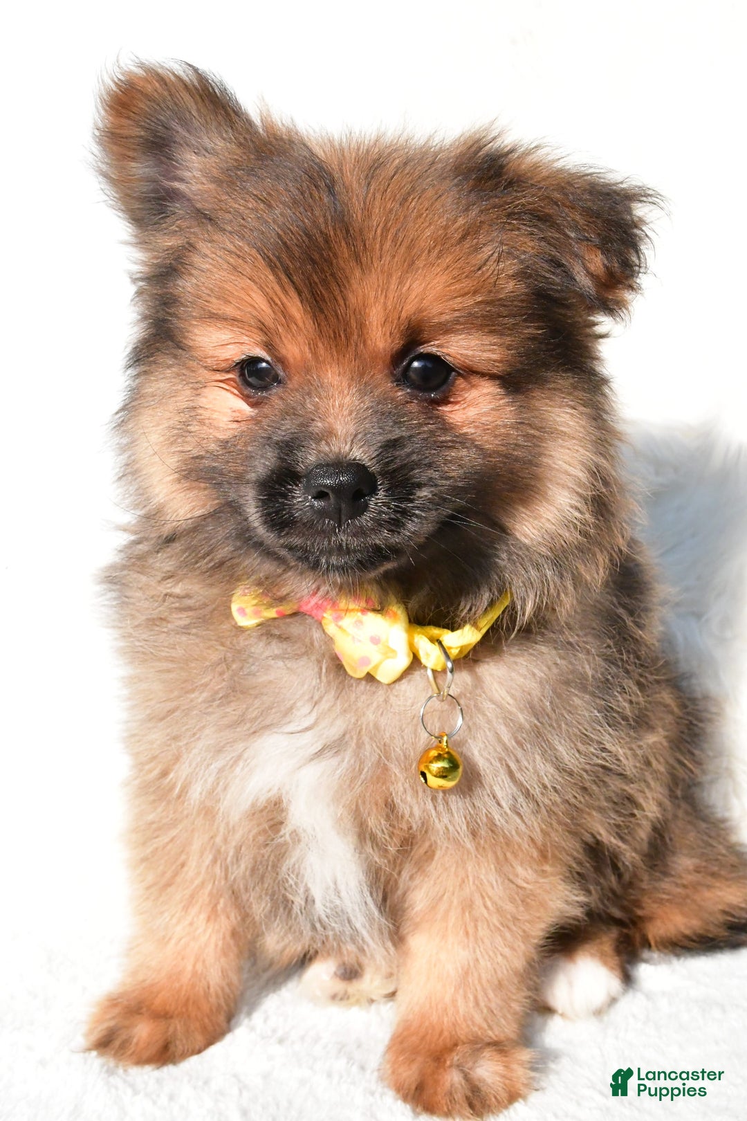Pomeranian dogs for sale: Bear - Image 6
