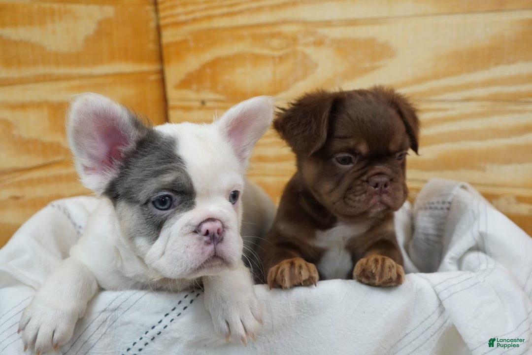 French Bulldog dogs for sale: Roja - Image 13