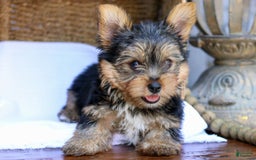 Yorkshire Terrier dogs for sale: Snickers - Image 2